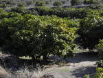 VIP7199: Cortijo for Sale in Mojacar Playa, Almería VIP7199: Cortijo for Sale in Mojacar Playa, Almería